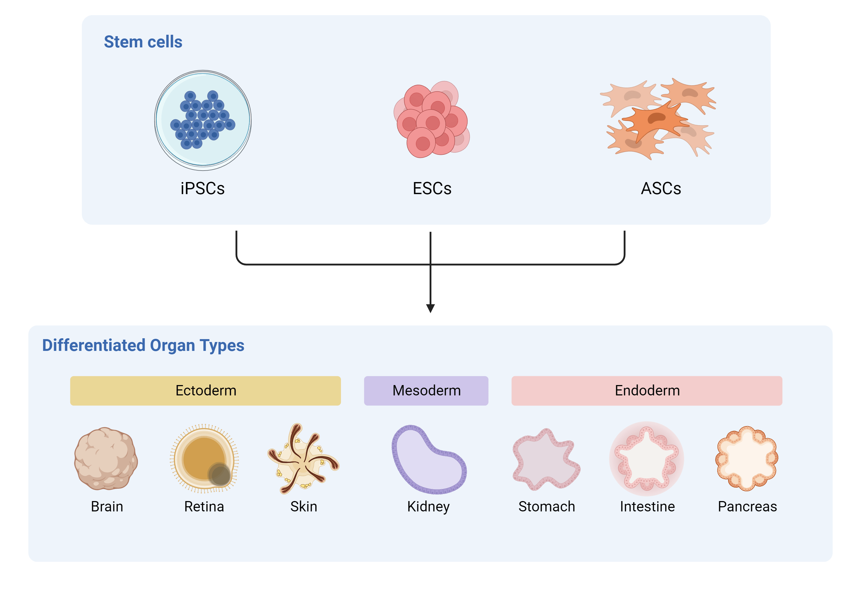 Stem Cell Research AAT Bioquest
